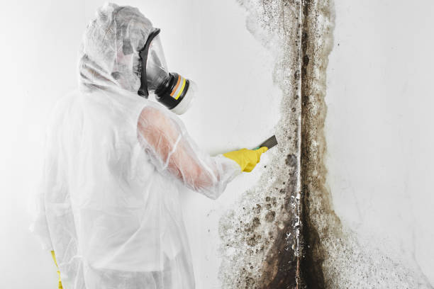 Best Industrial Mold Remediation in Medulla, FL