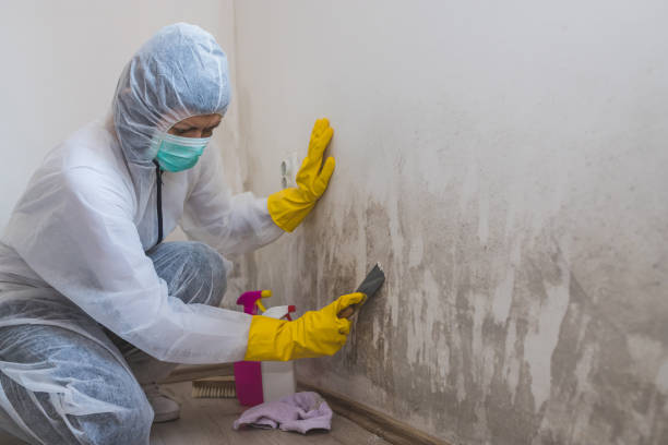 Best White Mold Remediation in Medulla, FL